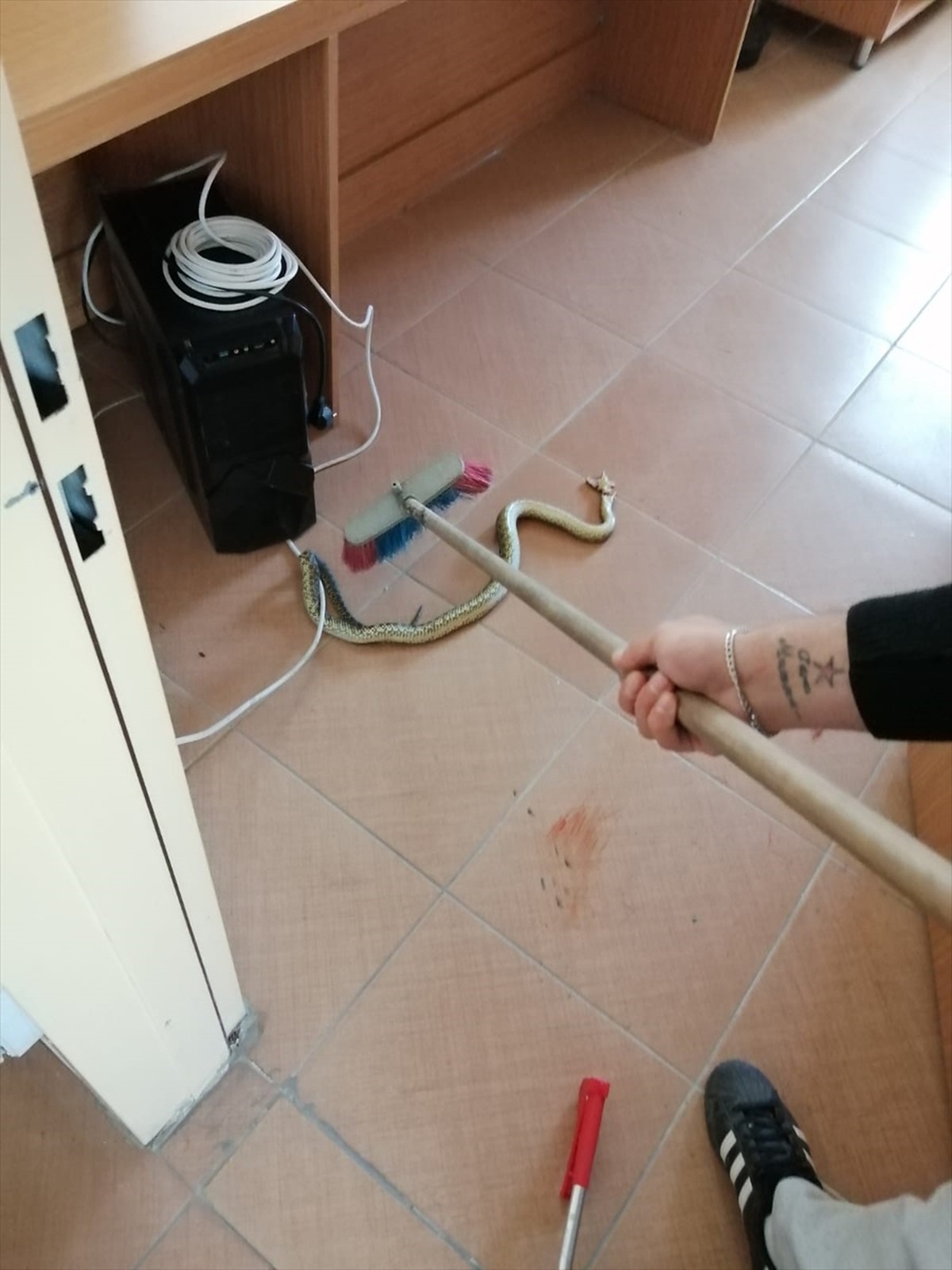 Bilecik\'in Osmaneli ilçesinde Aile Sağlığı Merkezine giren yılan yakalandı