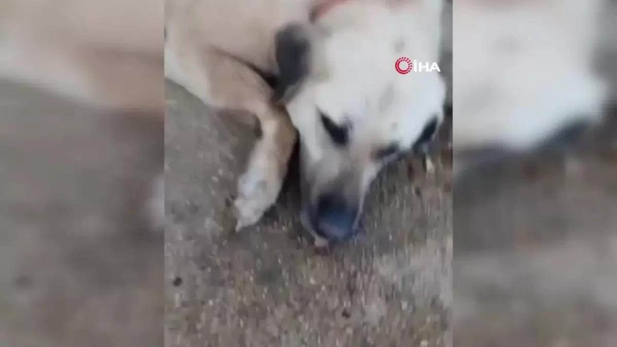 Keşan\'da bir evin bahçesindeki 2 köpek zehirlendi