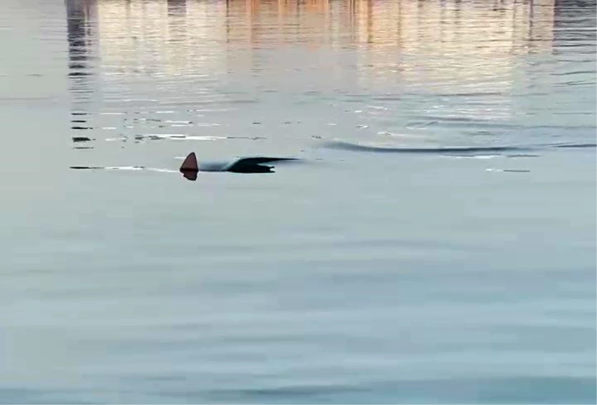 İskenderun\'da amatör balıkçının köpek balığı heyecanı