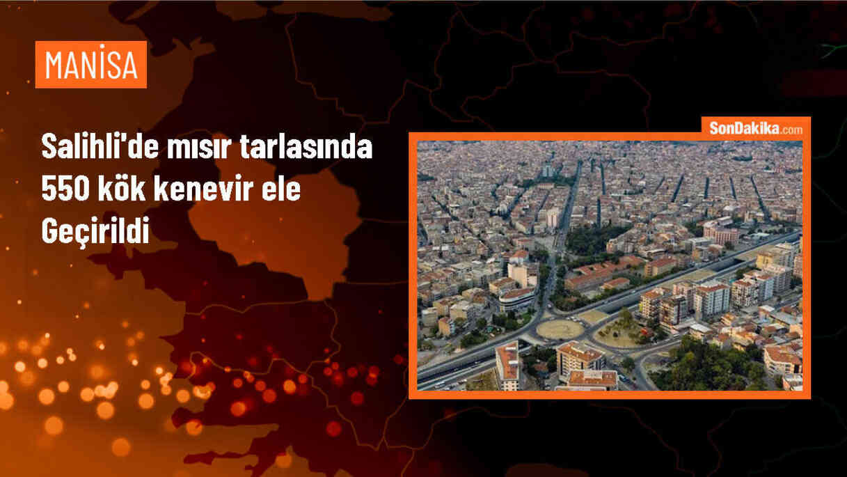 Manisa\'da mısır tarlasında 550 kök kenevir ele geçirildi