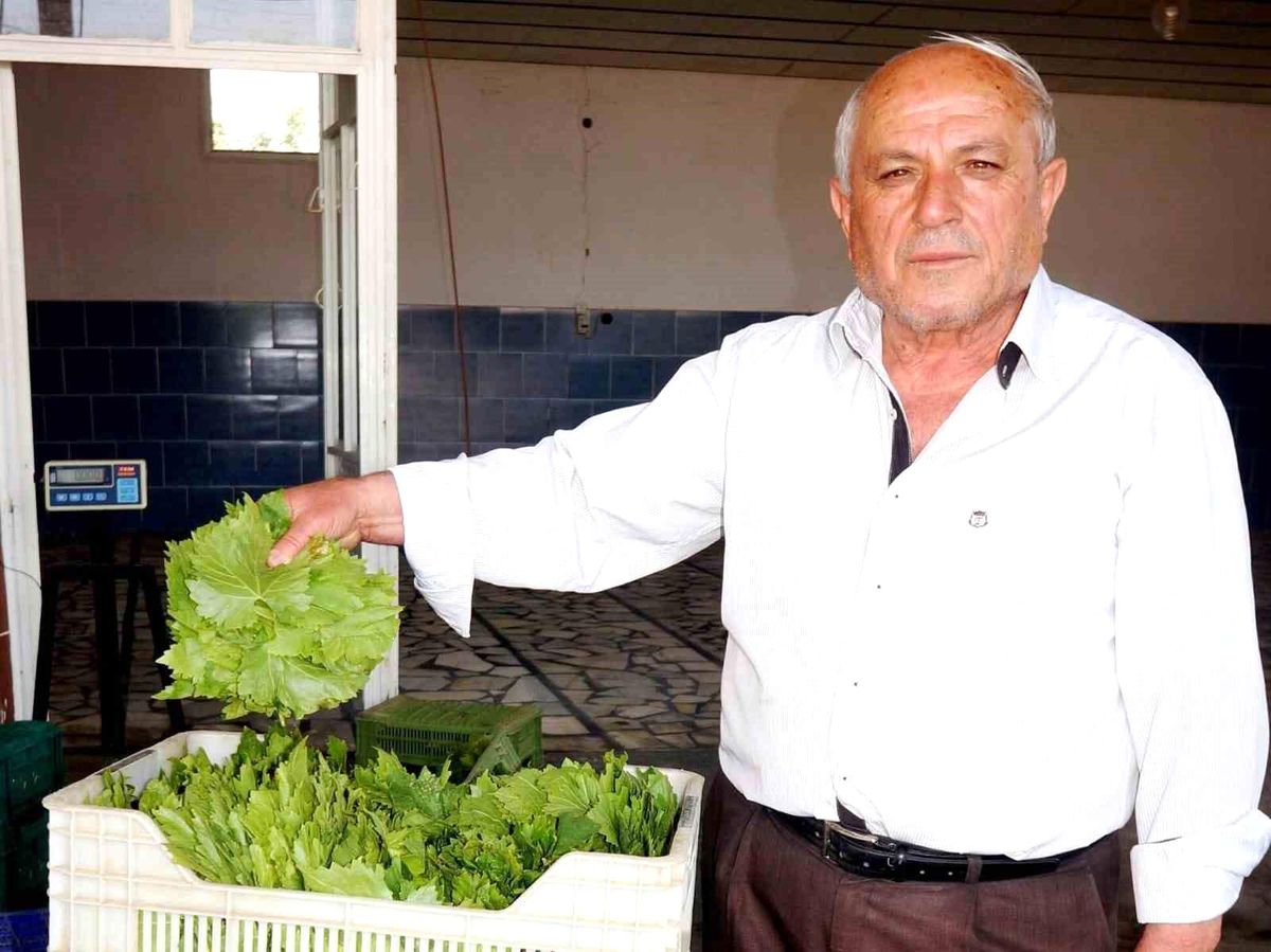 Sarıgöl\'de Taze Bağ Yapraklarından Salamura Yapılıyor