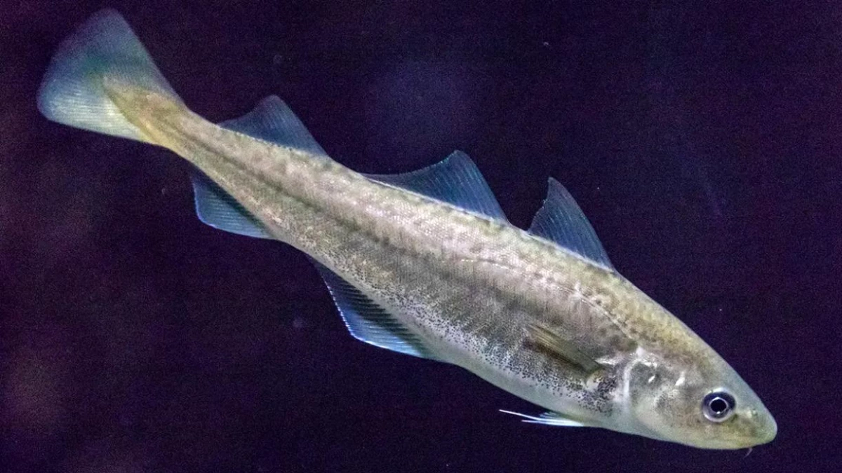 Denizin Altındaki Canlıların İletişimi: Balıkların Gizemli Sesleri