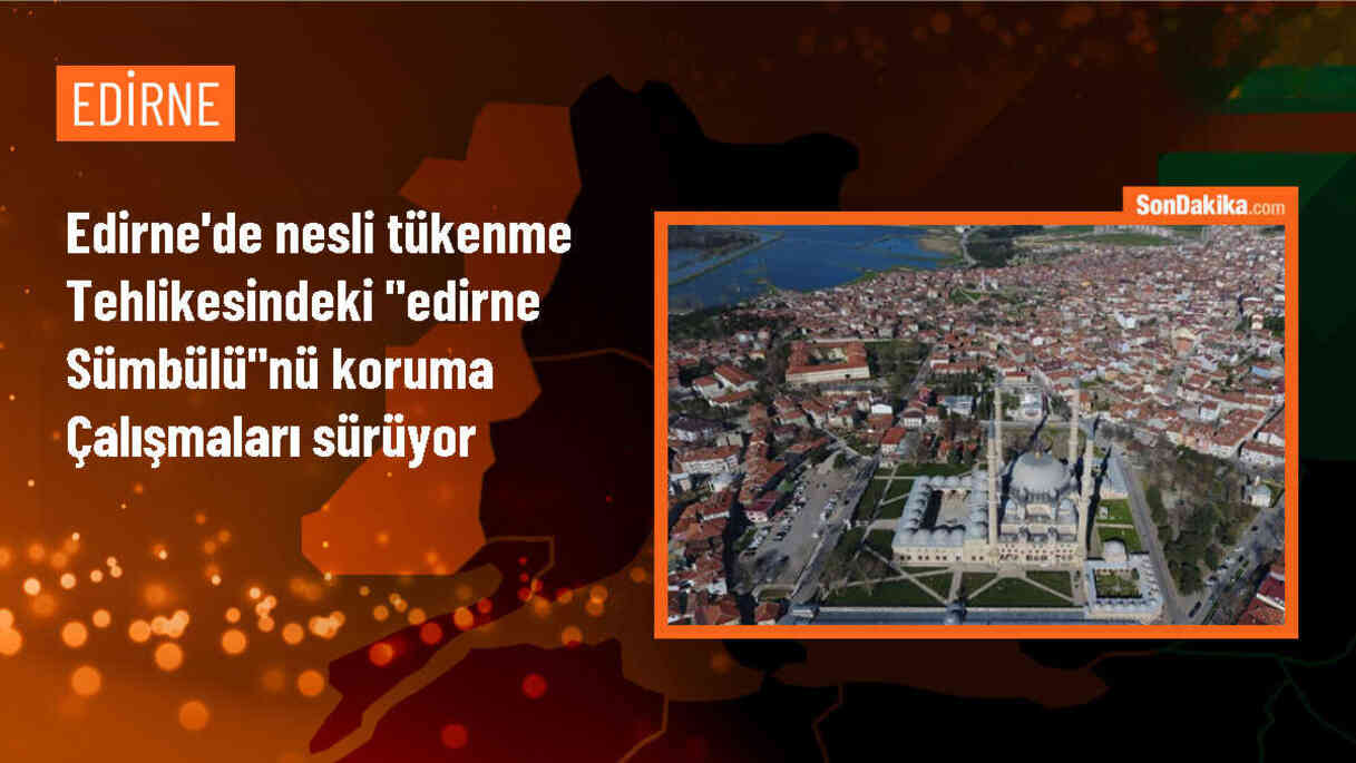 Edirne Sümbülü bitkisinin koruma ve takip çalışmaları sürüyor