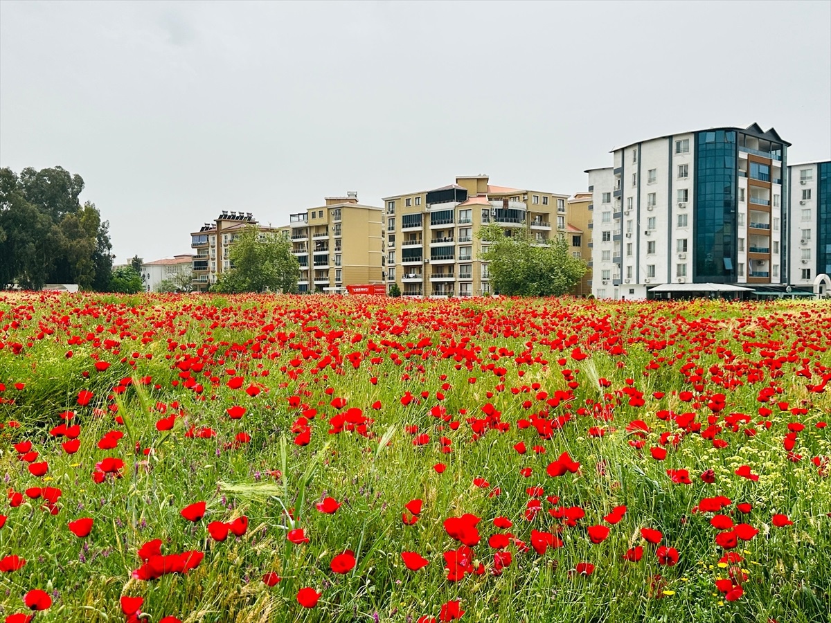 Dörtyol\'da Gelincik Tarlaları Fotoğraf Tutkunlarını Büyüledi