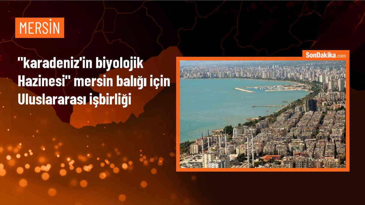Mersin Balığının Denizlerdeki Varlığının Artırılması İçin Uluslararası Projeler Hazırlanacak