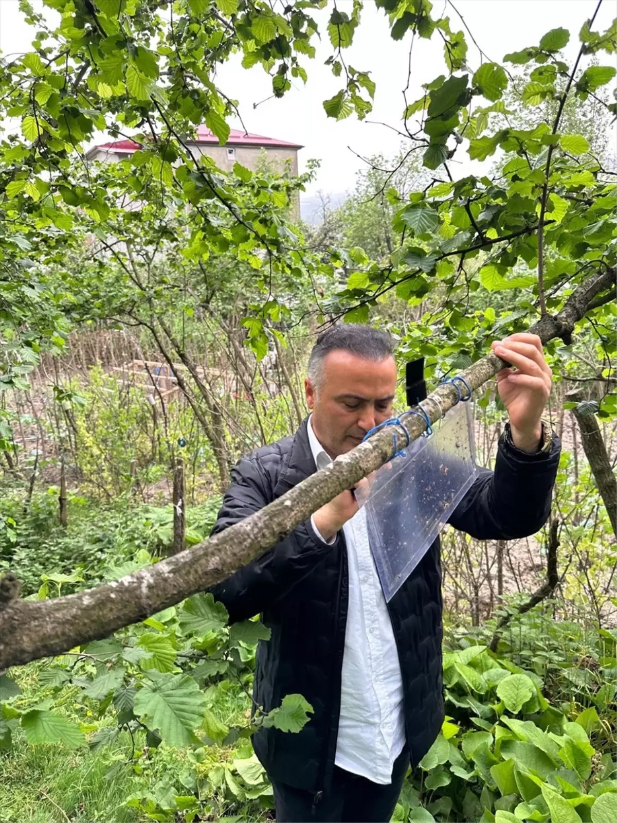 Tarım ve Orman Bakanlığı, Ordu\'da Kahverengi Kokarcayla Mücadele Çalışmalarını Bilgilendirdi