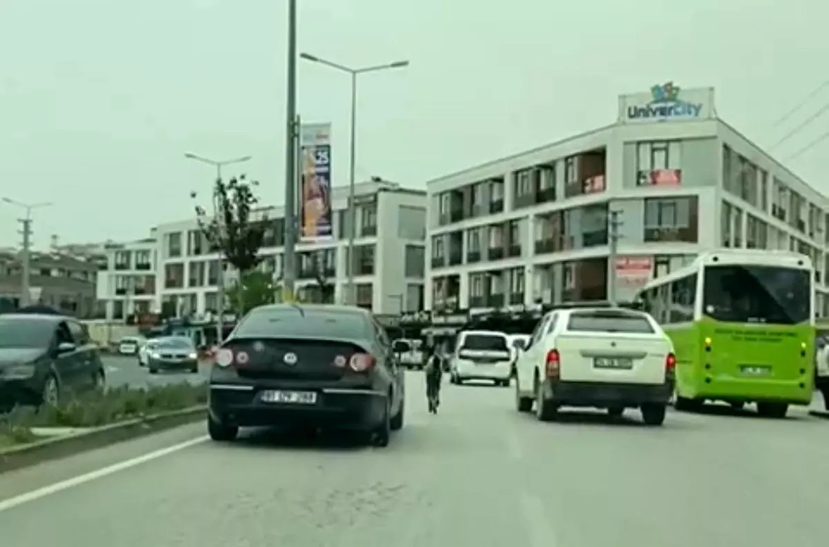 Düzce\'de başıboş tay trafiği tehlikeye düşürdü