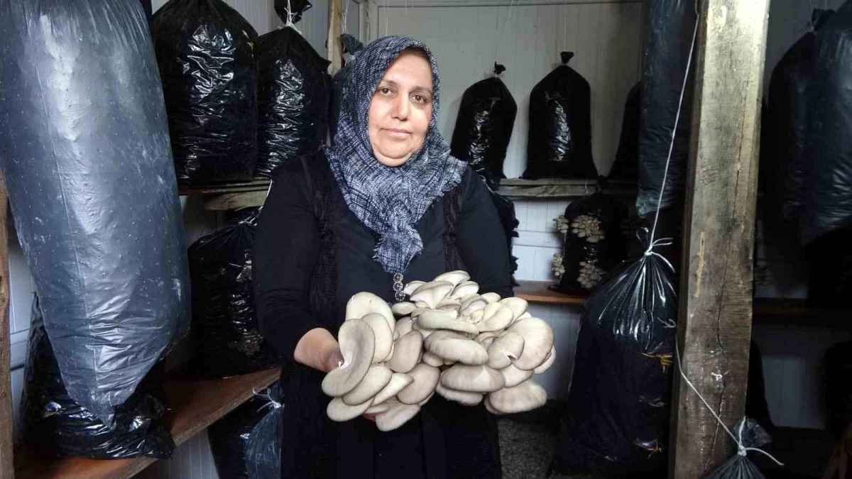 Sorgun Belediyesi\'nin desteğiyle ev kadını istiridye mantarı üretiyor