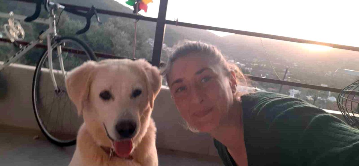 Muğla\'da 5 köpek ve 2 kedi zehirlendi, 4 hayvan telef oldu
