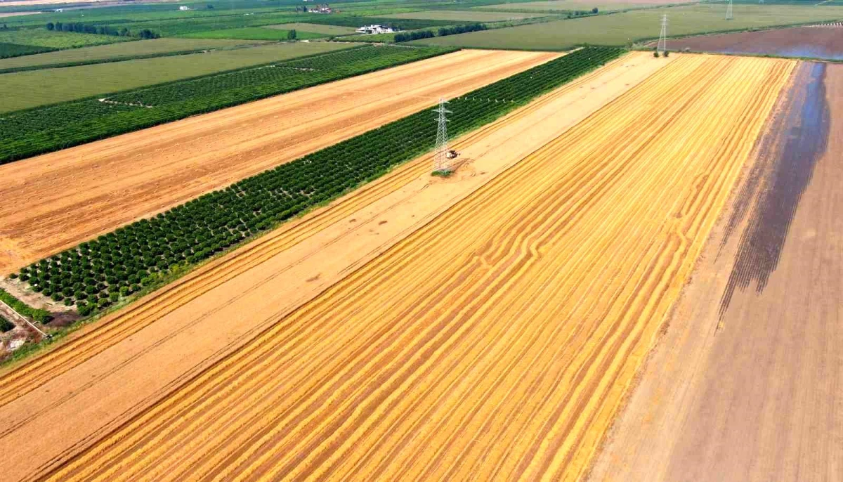 Adana\'da Buğday Hasadı Yaklaşırken Üreticiler Fiyat Açıklamasını Bekliyor
