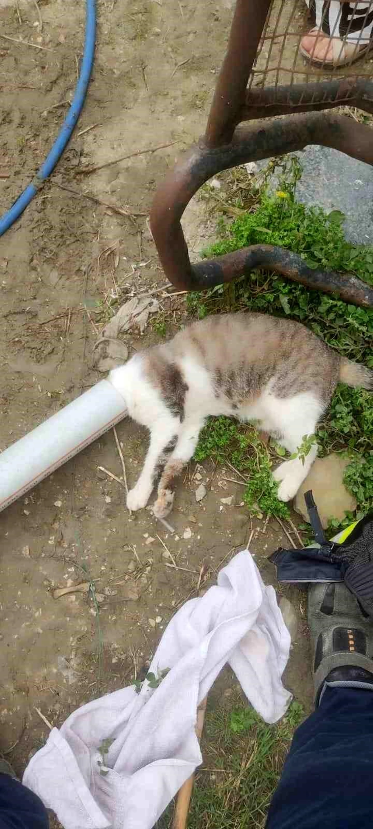 Hatay\'ın Samandağ ilçesinde boruya sıkışan kedi itfaiye ekipleri tarafından kurtarıldı