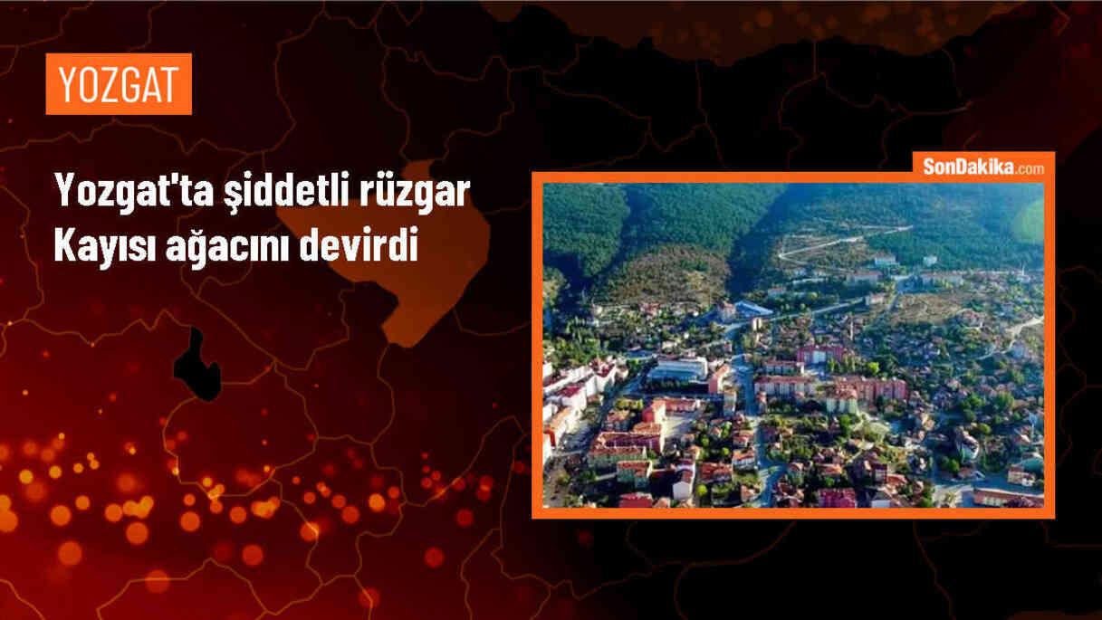 Yozgat\'ta şiddetli rüzgarın yol devirdiği kayısı ağacı hasara neden oldu