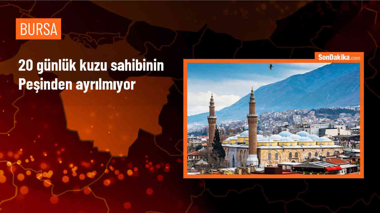 Bursa\'da 20 Günlük Kuzu, Sahibinin Peşinden Ayrılmıyor