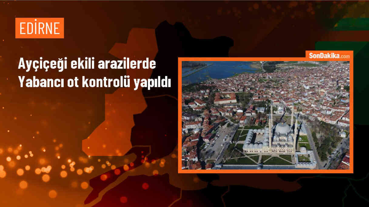 Edirne Ziraat Odası, Ayçiçeği Ekili Arazi Kontrolü Gerçekleştirdi
