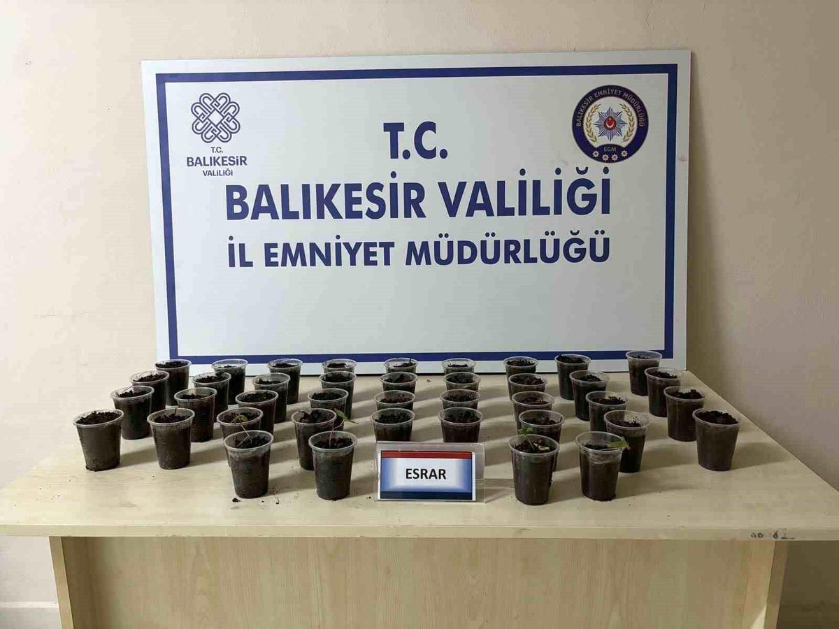 Balıkesir\'de Evde Esrar Yetiştiren Şahıs Gözaltına Alındı