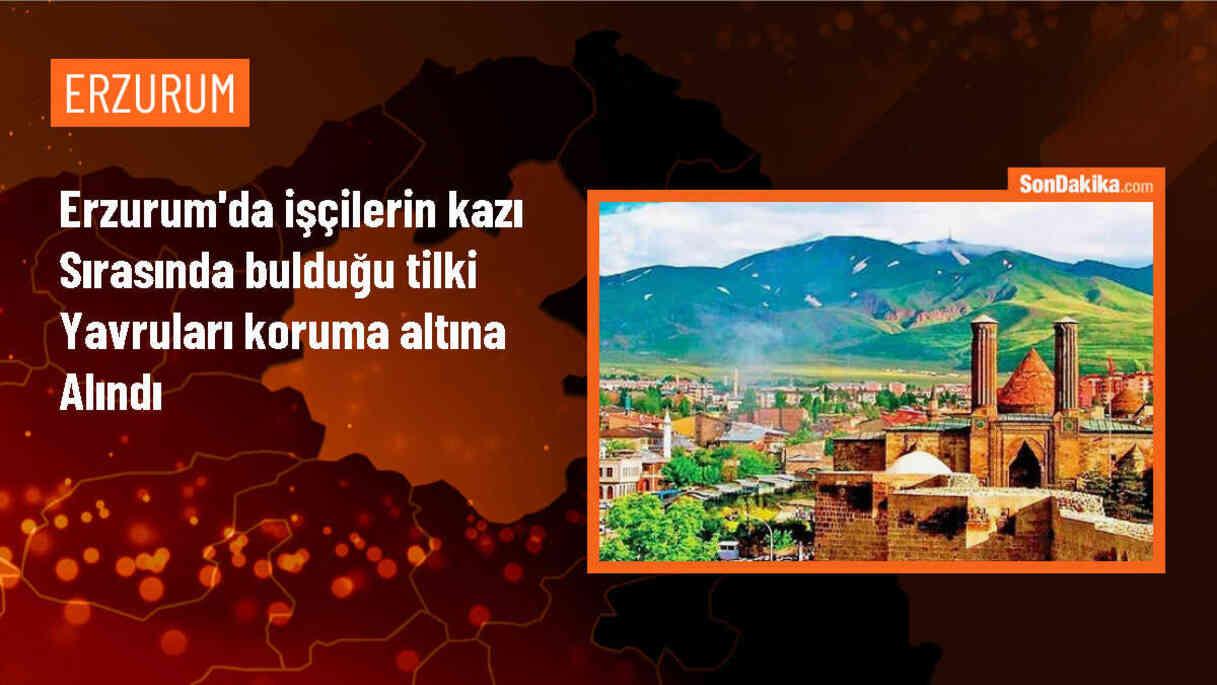 Erzurum\'da Kazı Sırasında Bulunan Tilki Yavruları Koruma Altına Alındı