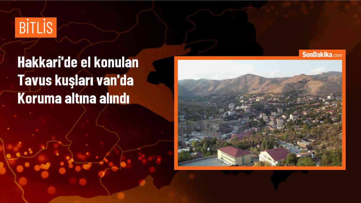 Hakkari\'de Kaçak Yollarla Getirilen 5 Tavus Kuşu Koruma Altına Alındı