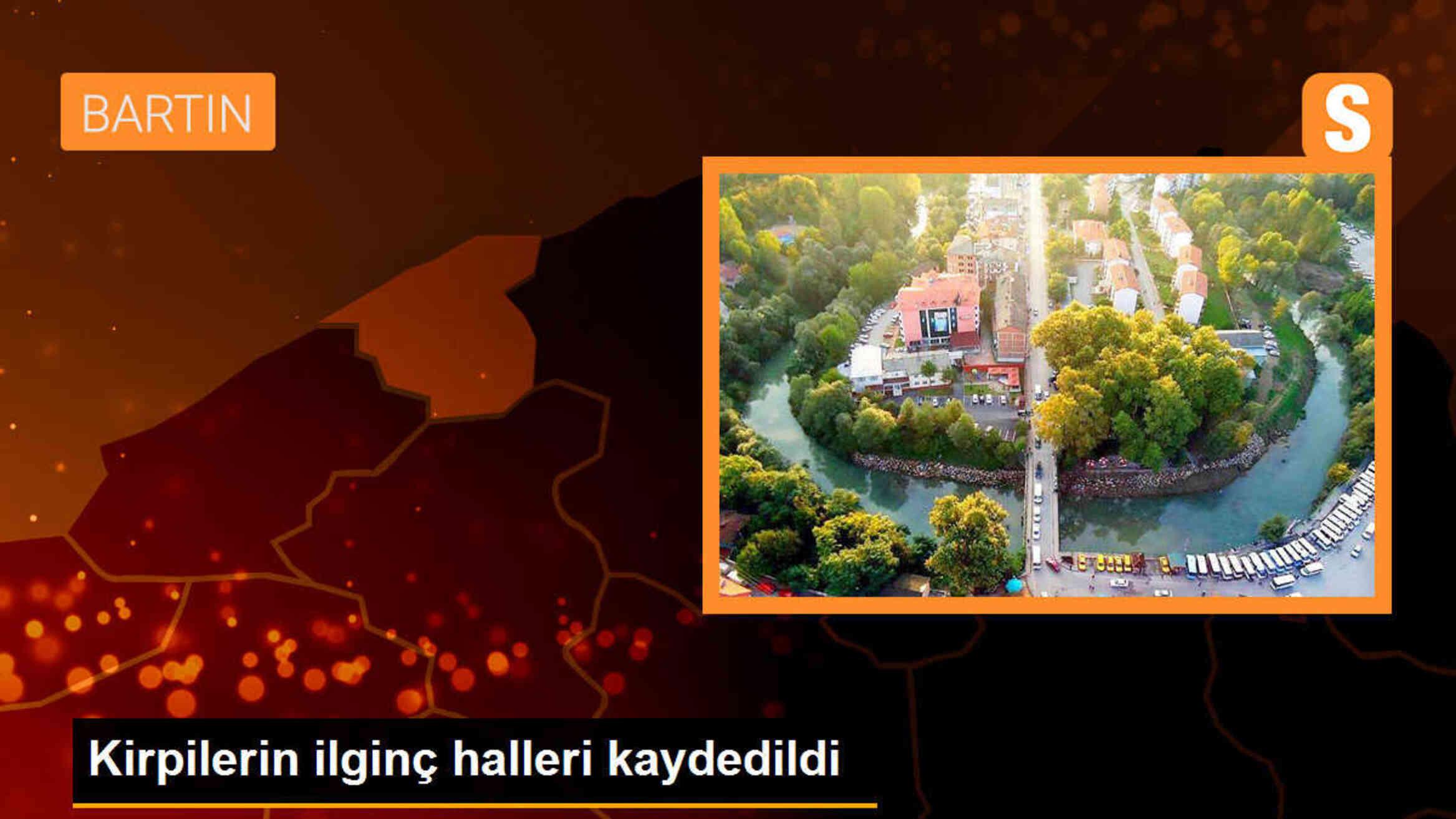 Hakkari\'de kirpilerin ilginç halleri kaydedildi