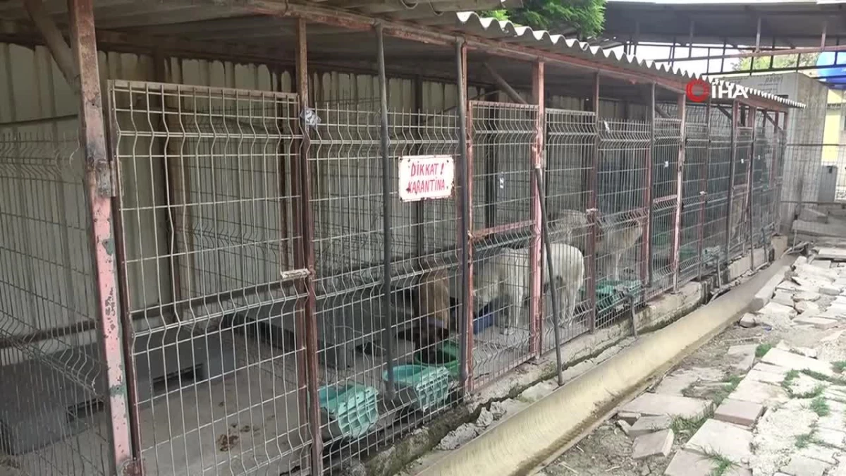 Kuduz vakasının görüldüğü bölgeden toplanan 12 köpeğin tedavi süreci devam ediyor