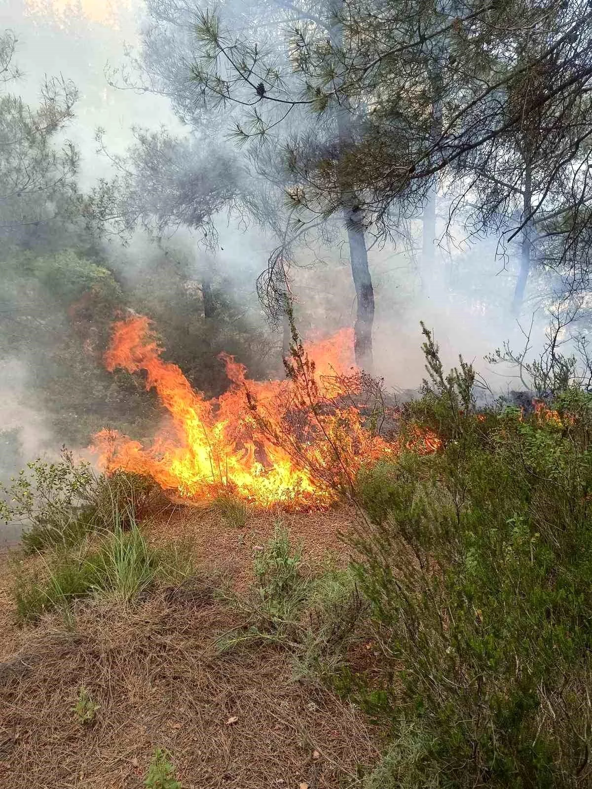 Hatay\'ın Yayladağı ilçesinde orman yangını söndürüldü