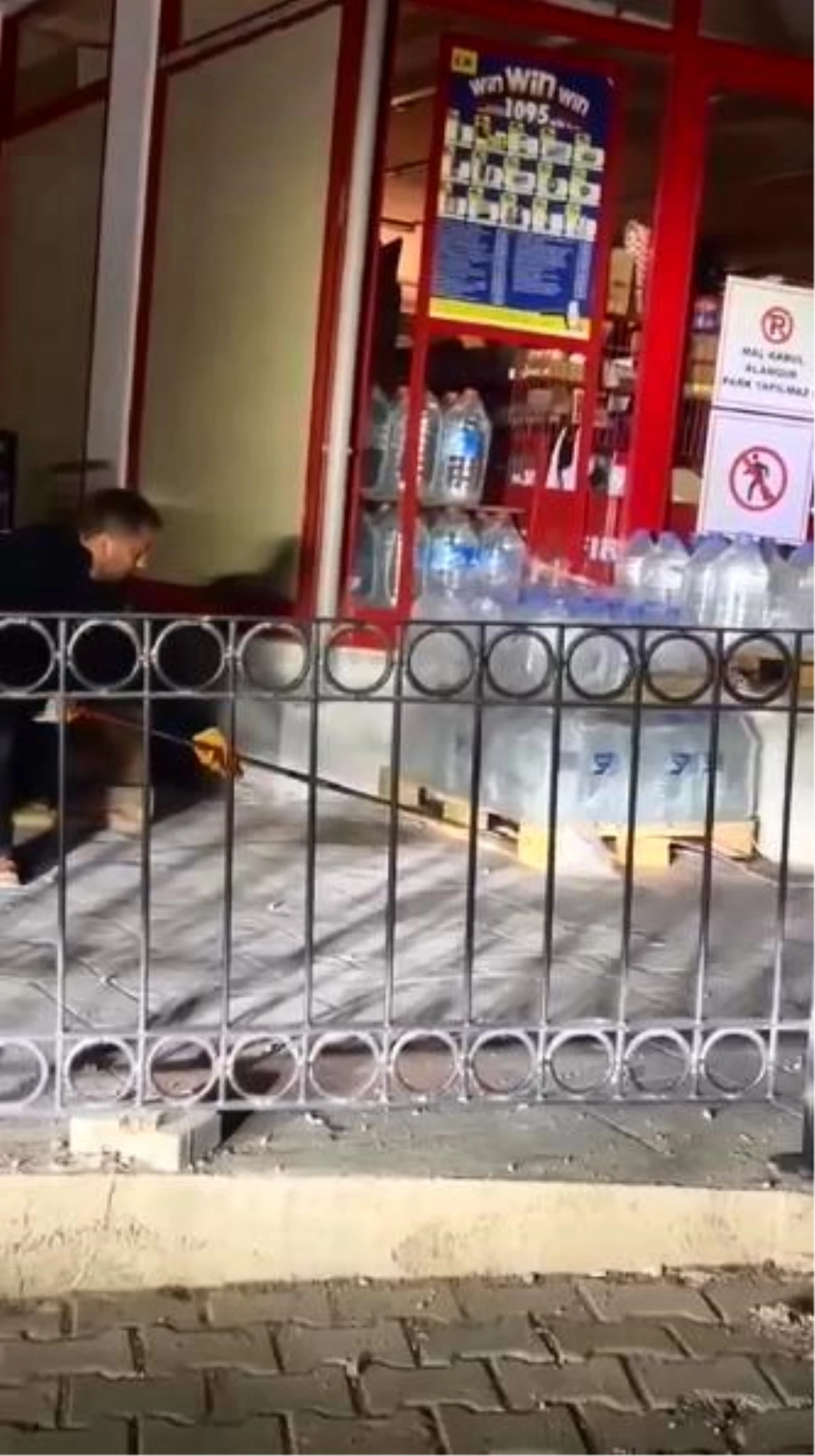 Artvin\'de işlek bir caddede markete girmeye çalışan yılan yakalandı