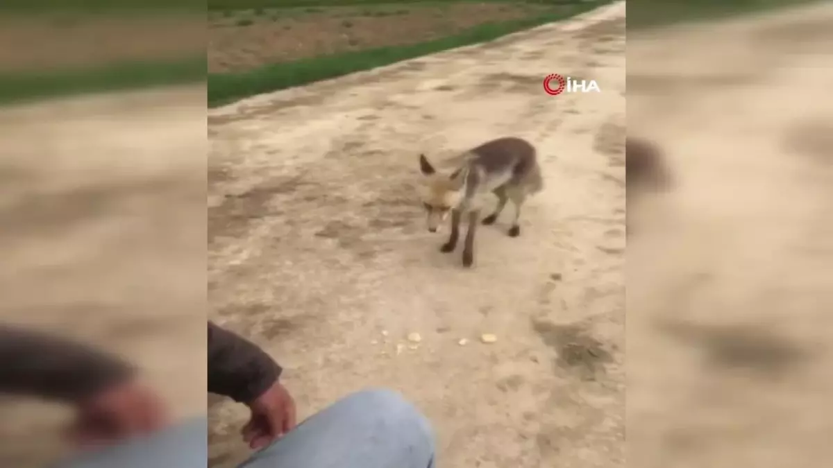 Yiyecek arayan tilkiyi vatandaş besleyip kurabiye verdi