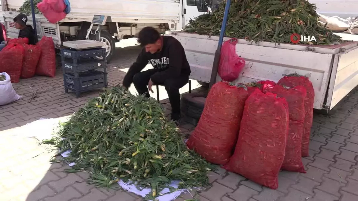 Erciş\'te çiriş otu tezgahlardaki yerini aldı