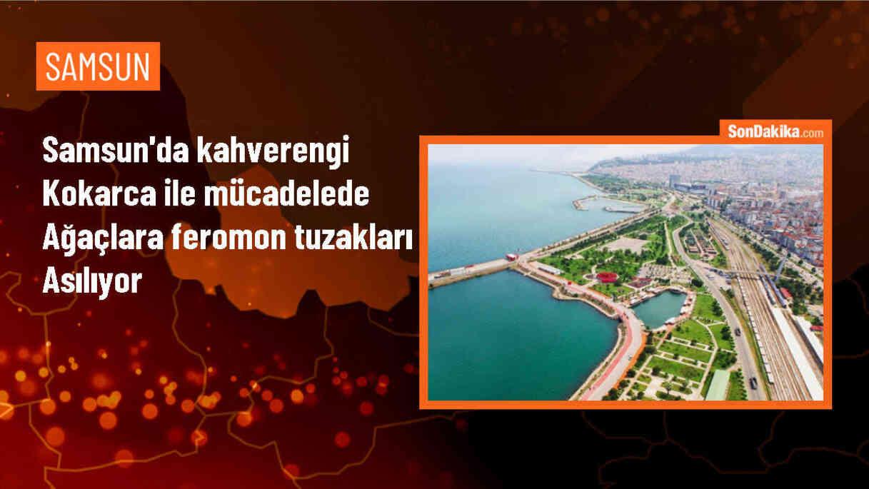 Samsun\'da Kahverengi Kokarca Zararlısı ile Mücadelede Feromon Tuzakları Kullanılıyor