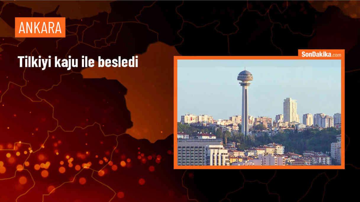 Ankara\'da Tilkiyi Kaju ile Besleyen Vatandaş