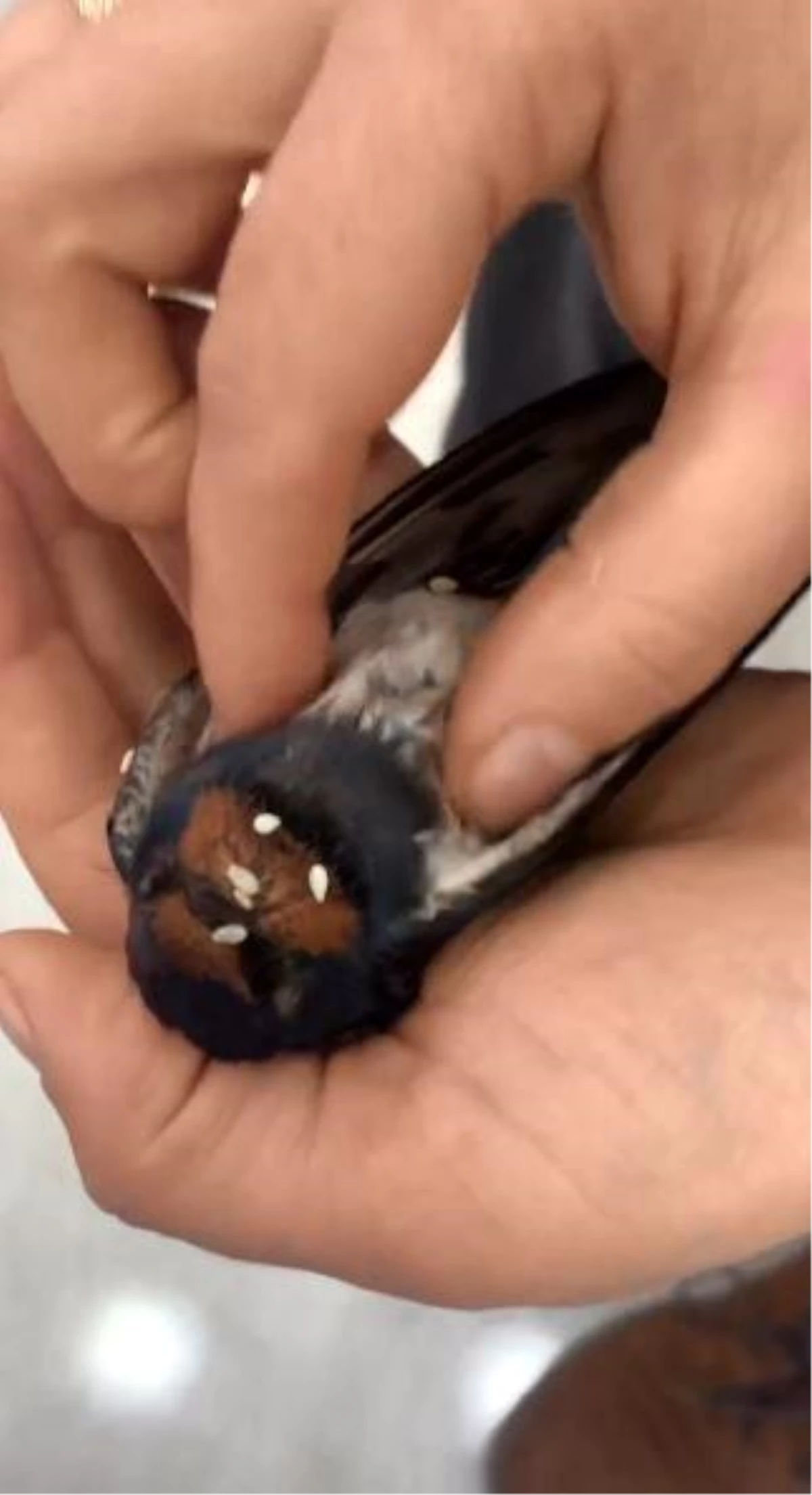 Artvin\'de Otomobilin Camına Çarpan Kuş İlk Yardım ve Kalp Masajıyla Hayata Döndü
