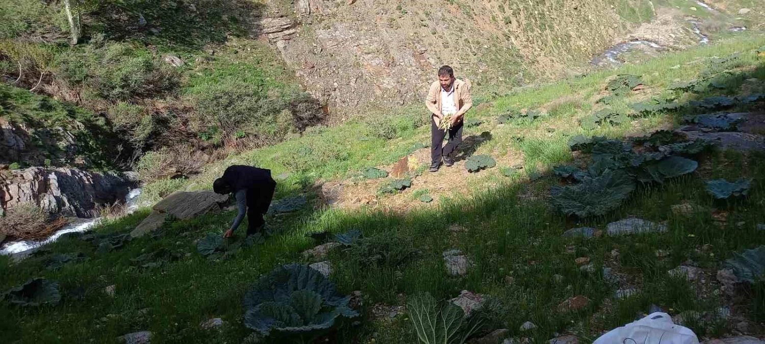 Bitlisliler, yayla muzu toplamak için dağlara tırmanıyor