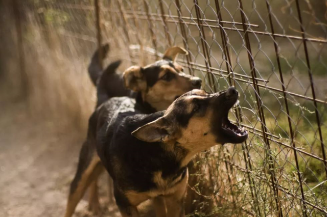 Kocaeli Valiliği, belediyelere yazı gönderdi: Çevreye zararı önlenemeyen başıboş köpekler öldürülsün