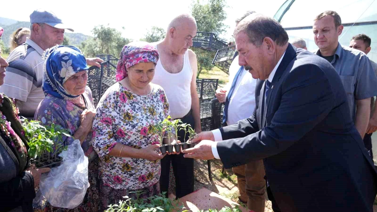 Milas Belediyesi Tarımsal Hizmetler Müdürlüğü 60 Bin Adet Fide Dağıtımına Başladı