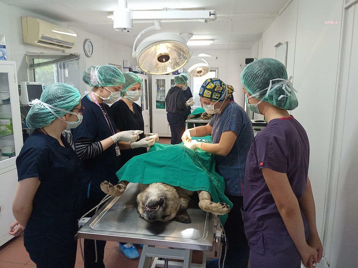 Uludağ Üniversitesi Veteriner Fakültesi Öğrencileri Sahipsiz Hayvanlar Merkezinde Uygulamalı Eğitim Aldı