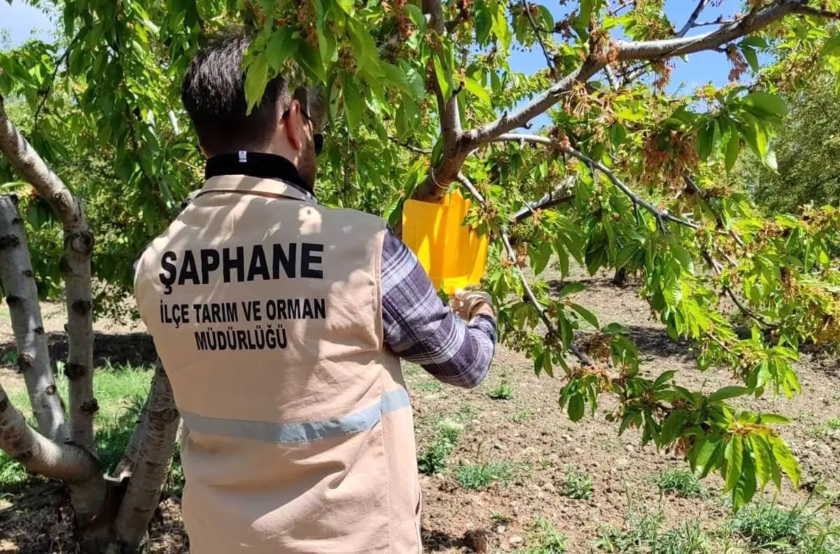 Şaphane\'de Kiraz Sineği ile Mücadele Çalışmaları Devam Ediyor