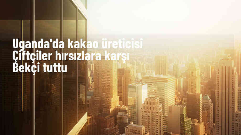 Uganda\'da kakao üreticileri hırsızlara karşı bekçi tutuyor
