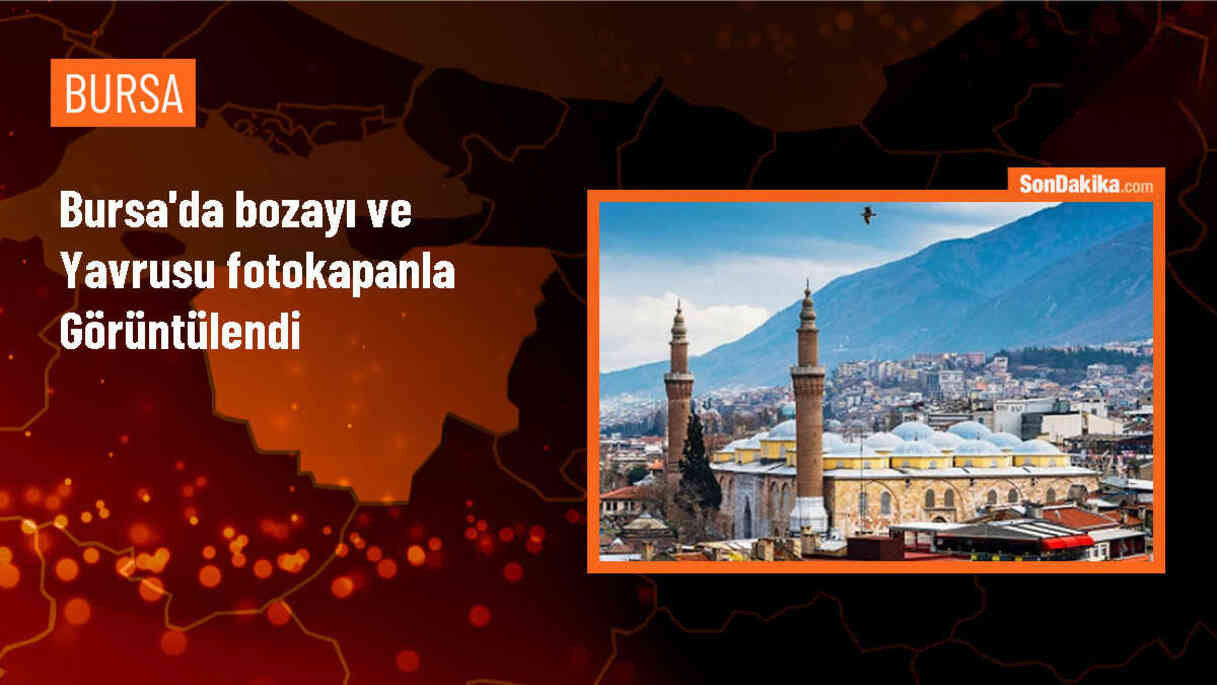 Bursa\'da fotokapanla bozayı ve yavrusu görüntülendi