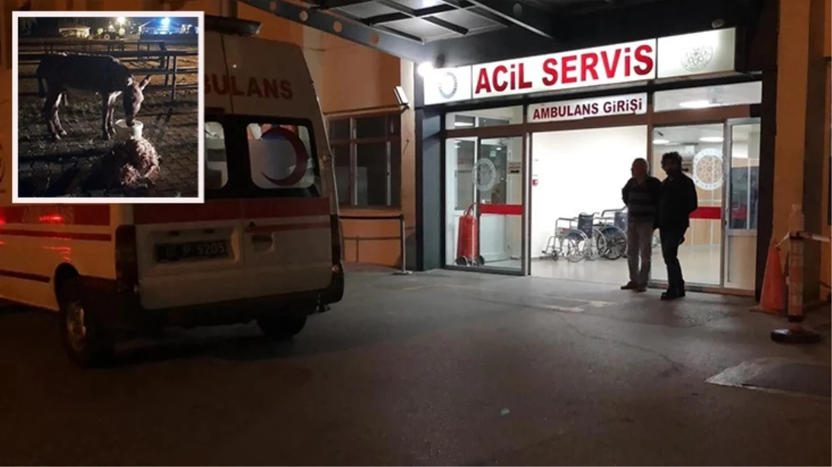 Kayseri\'de başıboş eşeğin ısırdığı kadın yaralandı