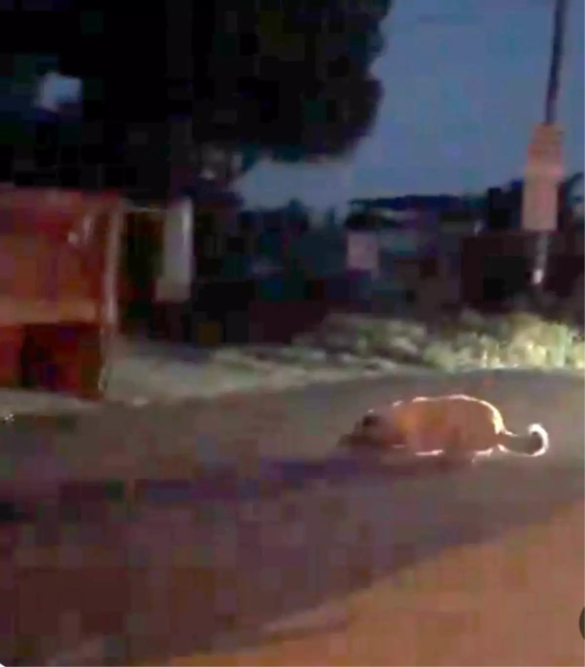 Aydın\'da traktörle sürüklenen köpeği zincirleyen şüpheli yakalandı