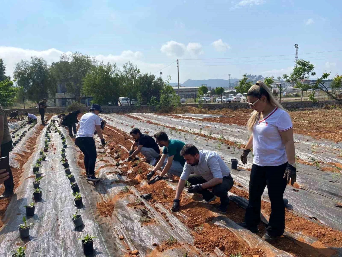 Antalya\'da Tropik Bitki Yetiştiriciliği Programı için bahçe kuruldu