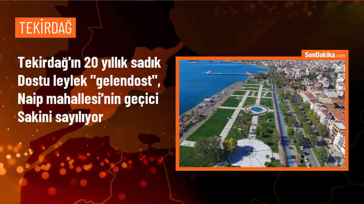 Tekirdağ\'da 20 yıldır aynı yuvada konaklayan leylek mahallelinin maskotu oldu
