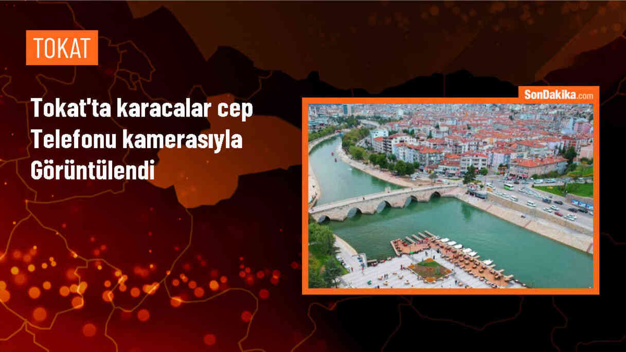 Tokat\'ın Niksar ilçesinde cep telefonuyla kaydedilen karacalar