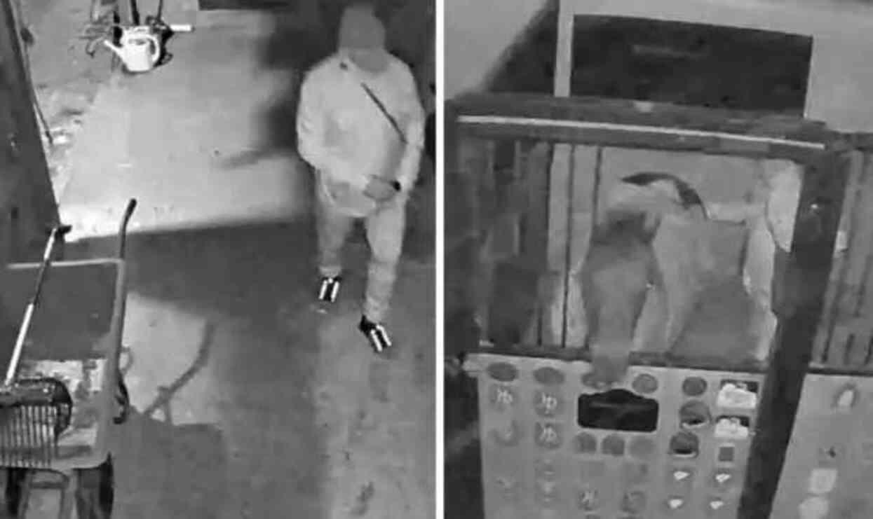 Ata tecavüz eden PKK'lı iğrenç eylem için defalarca ahıra gitmiş! İşte gün yüzüne çıkan detaylar