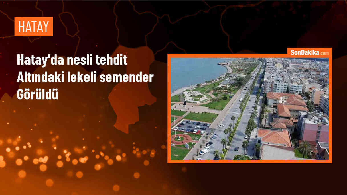 Hatay\'ın Belen ilçesinde nesli tehlike altındaki lekeli semender görüldü