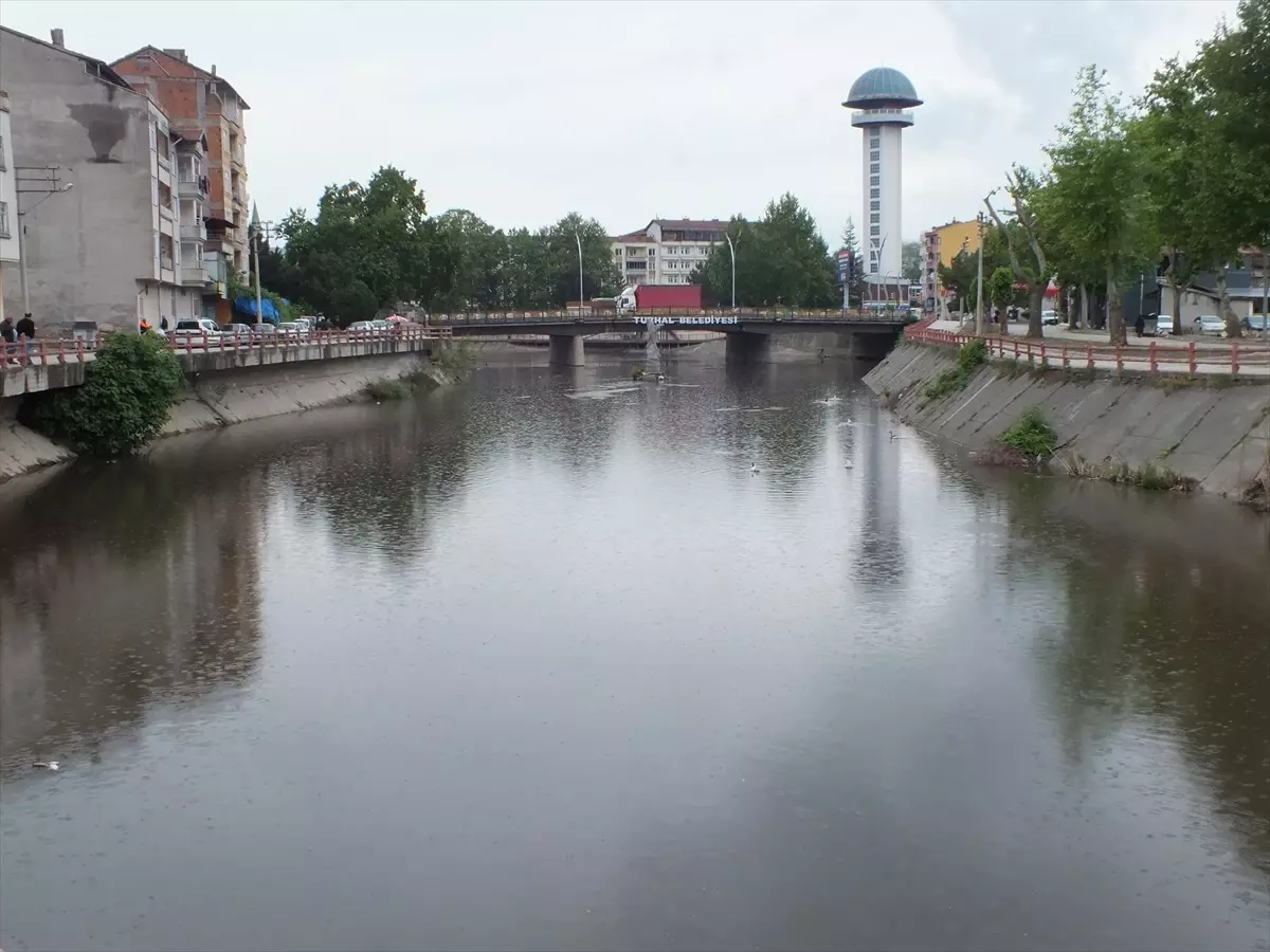 Tokat\'ın Turhal ilçesinde Yeşilırmak Nehri\'nde balıklar ölüyor