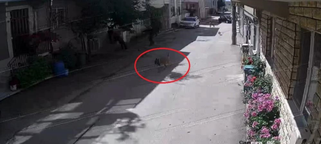 Bursa'da sahipsiz köpekler 3 çocuğa saldırdı