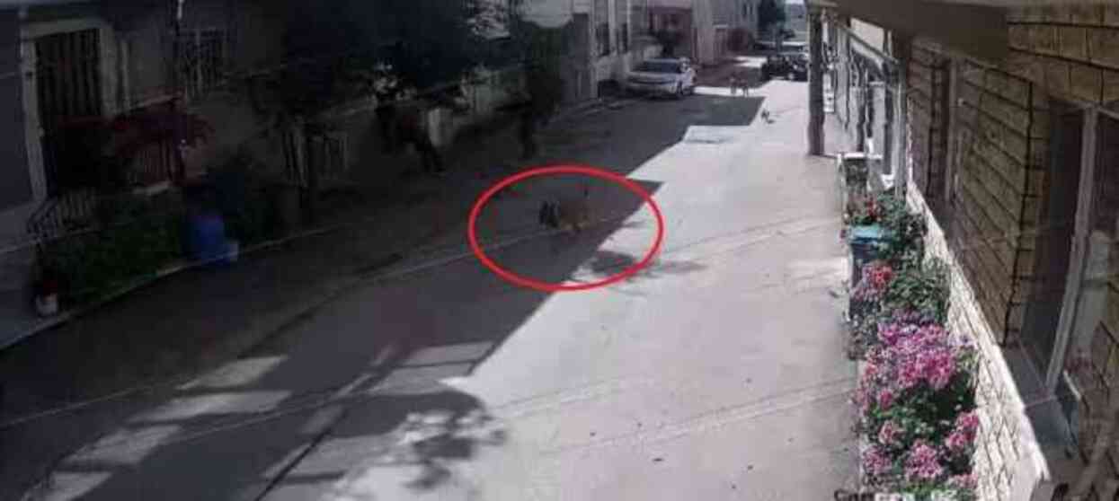 Bursa'da sahipsiz köpekler 3 çocuğa saldırdı Bursa'da sahipsiz köpekler 3 çocuğa saldırdı