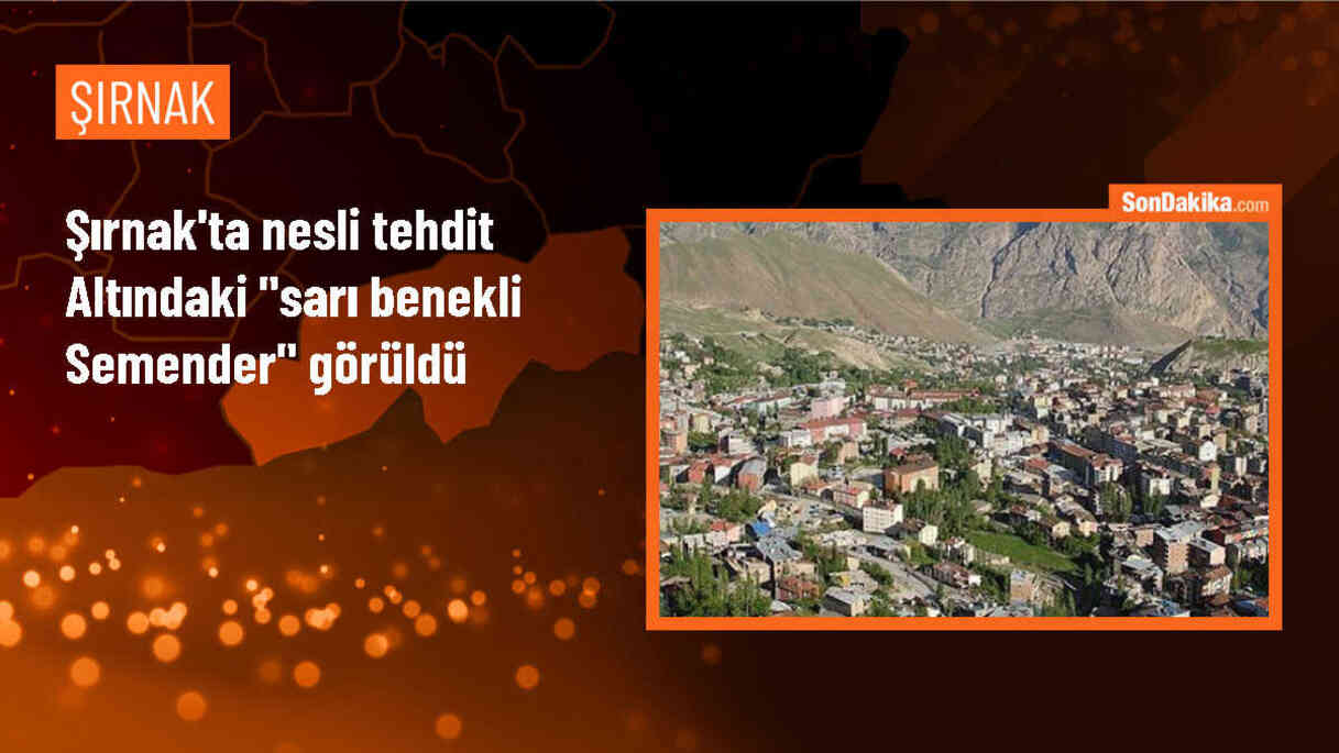 Şırnak\'ın Uludere ilçesinde nesli tehdit altında olan sarı benekli semender görüldü