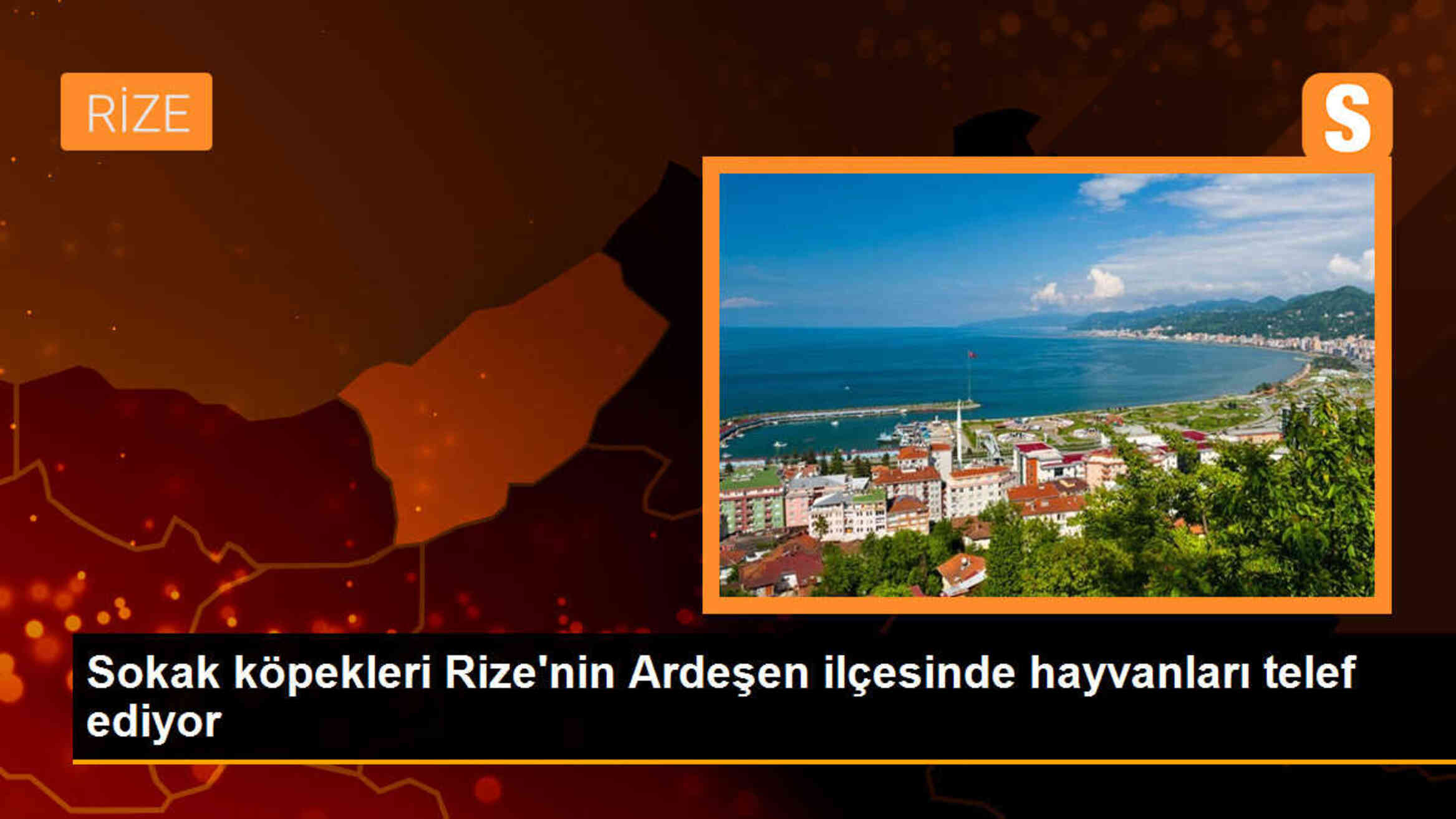 Rize\'nin Ardeşen ilçesinde sokak köpekleri hayvanları telef ediyor
