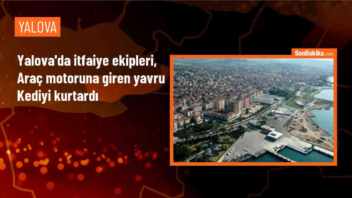 Yalova\'da trafik ışıklarında sıkışan yavru kedi itfaiye ekipleri tarafından kurtarıldı